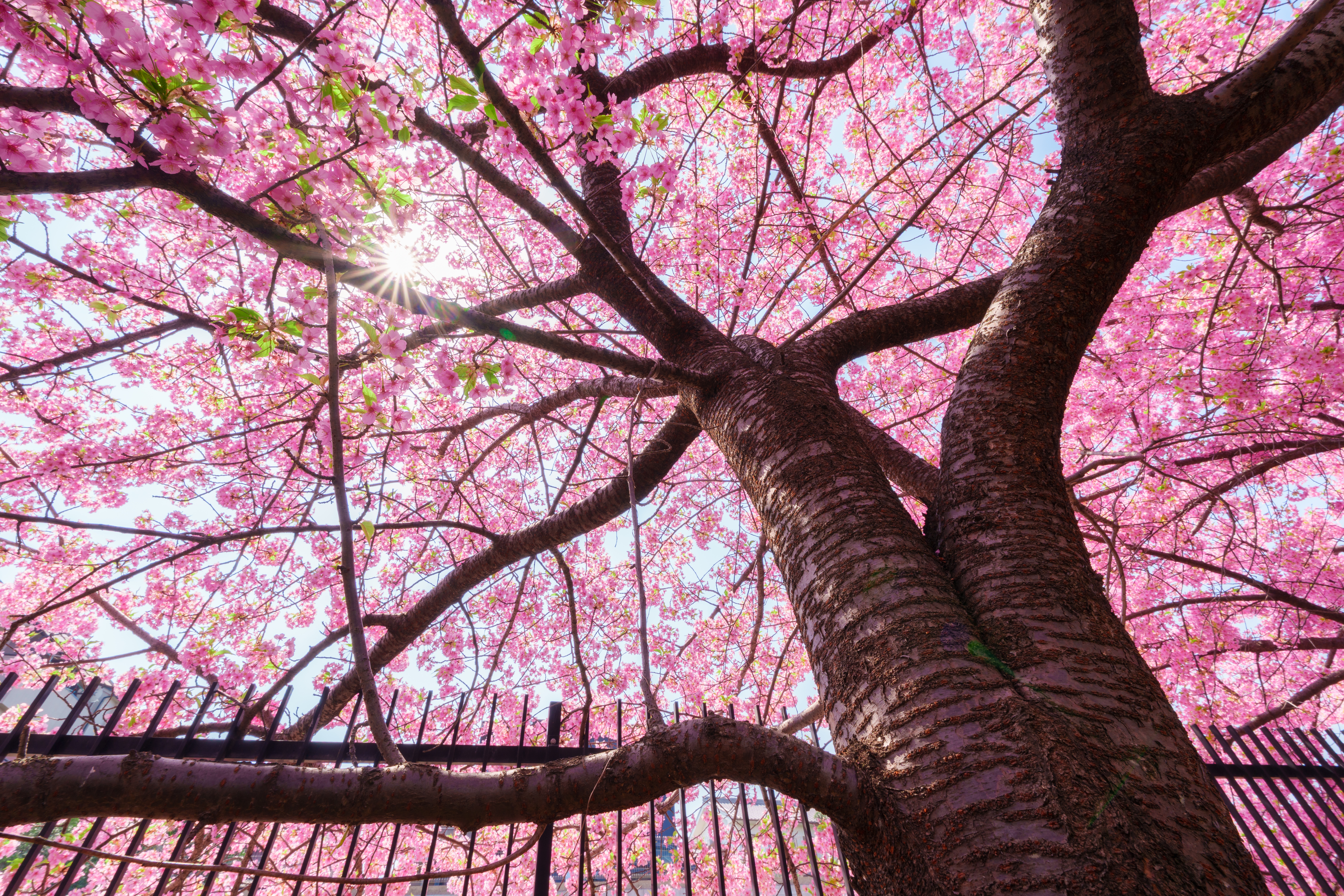 Cherry blossoms in spring