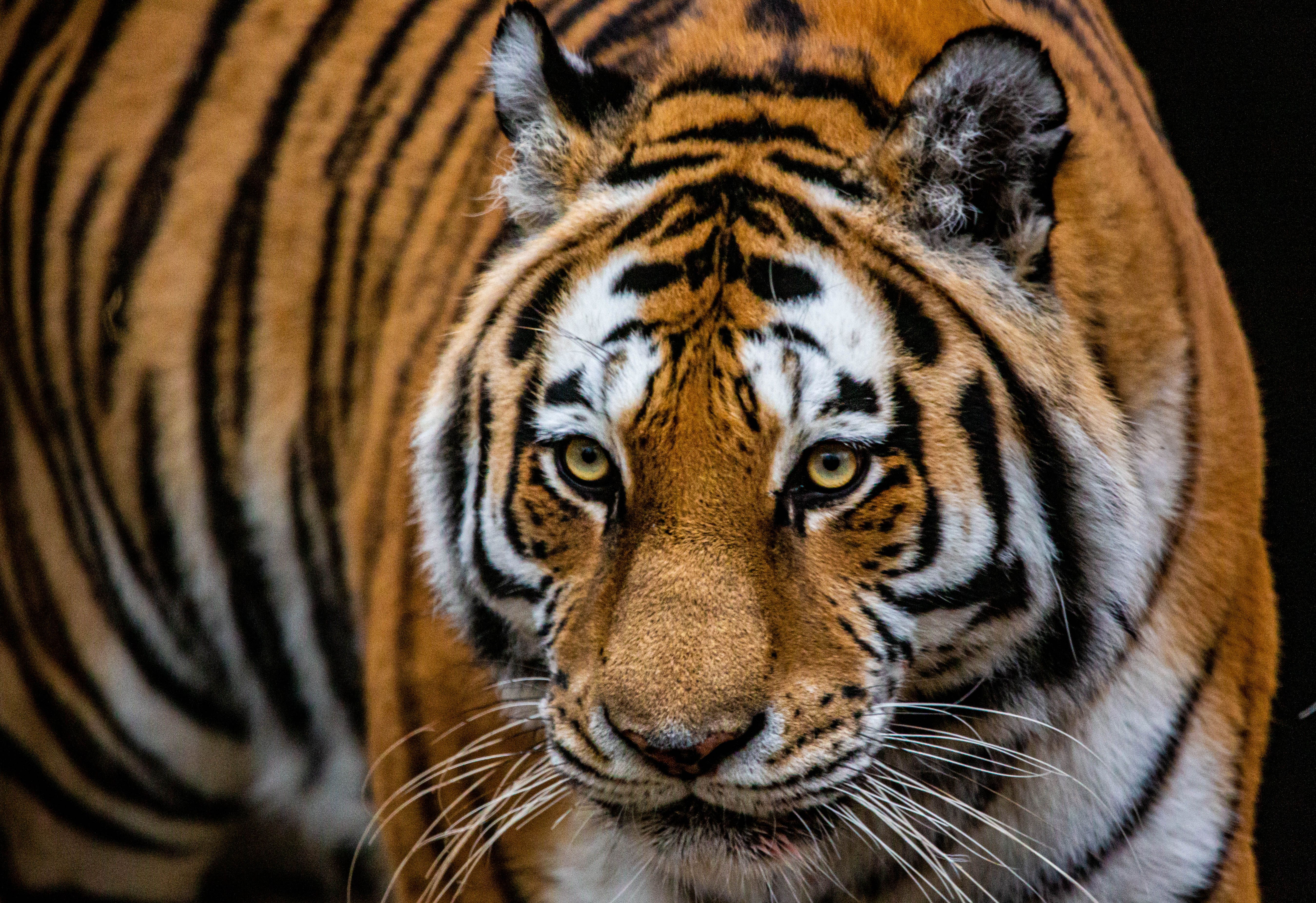 Majestic tiger portrait
