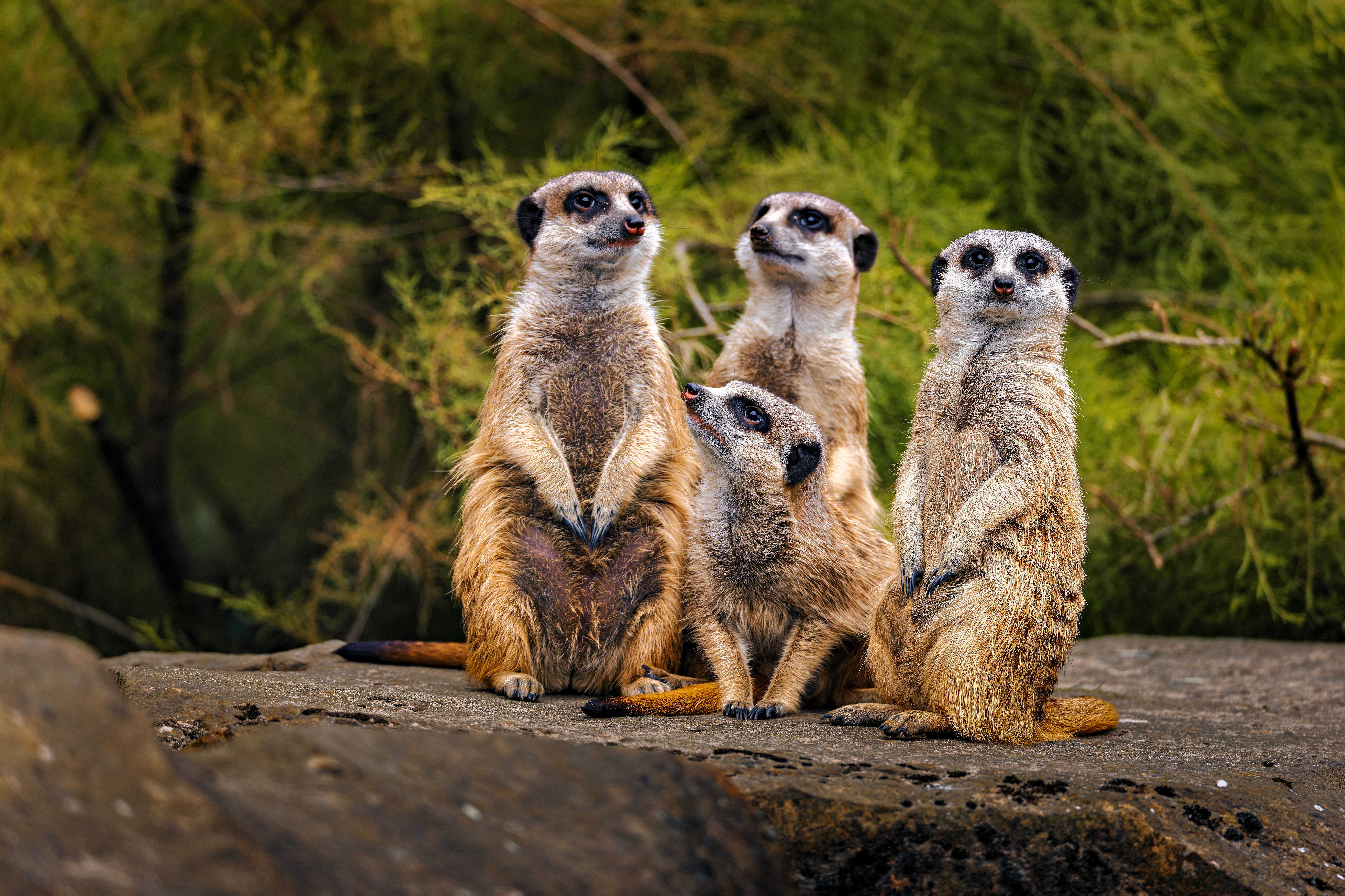 Meerkats on a rock