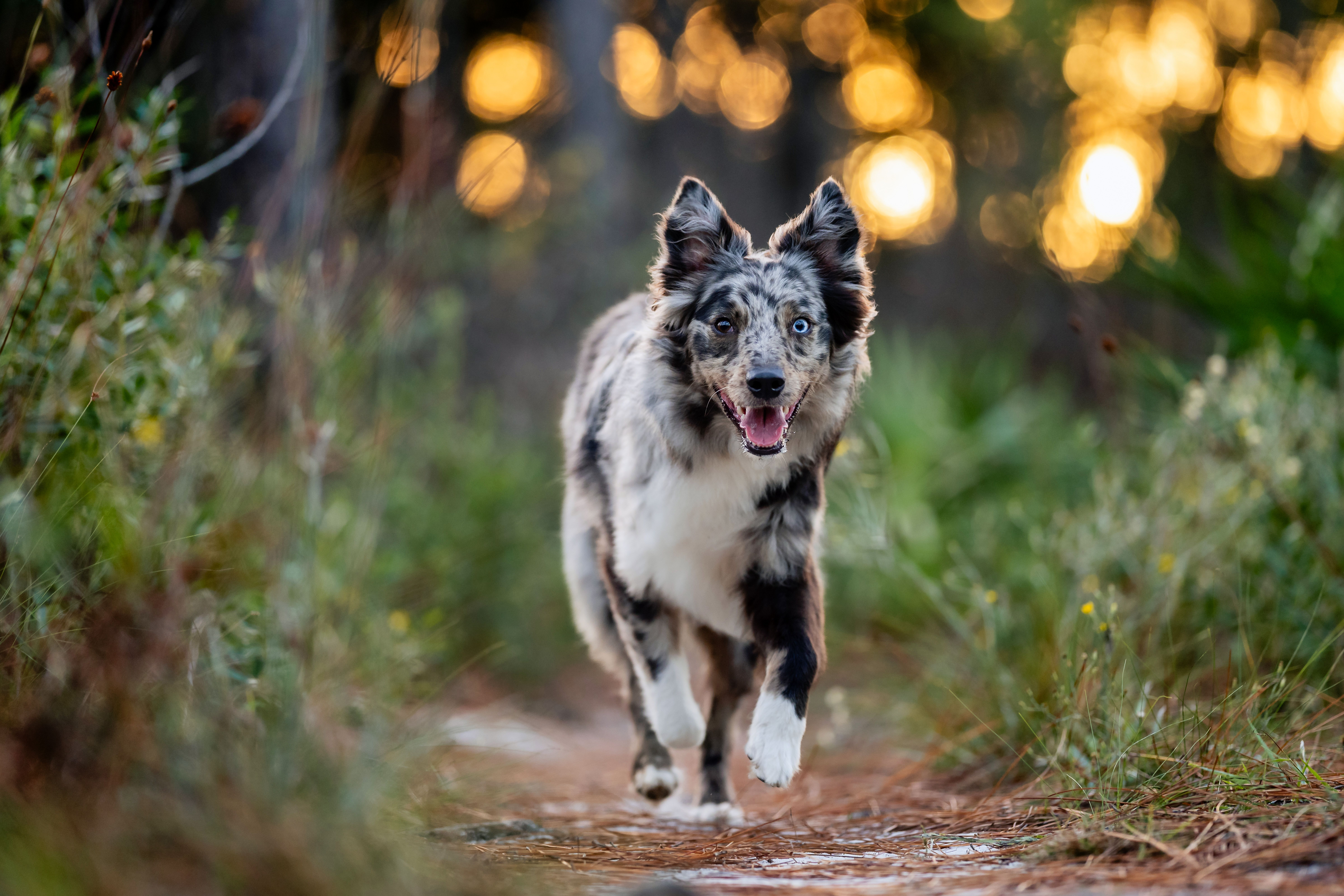 Dog exploring the forest
