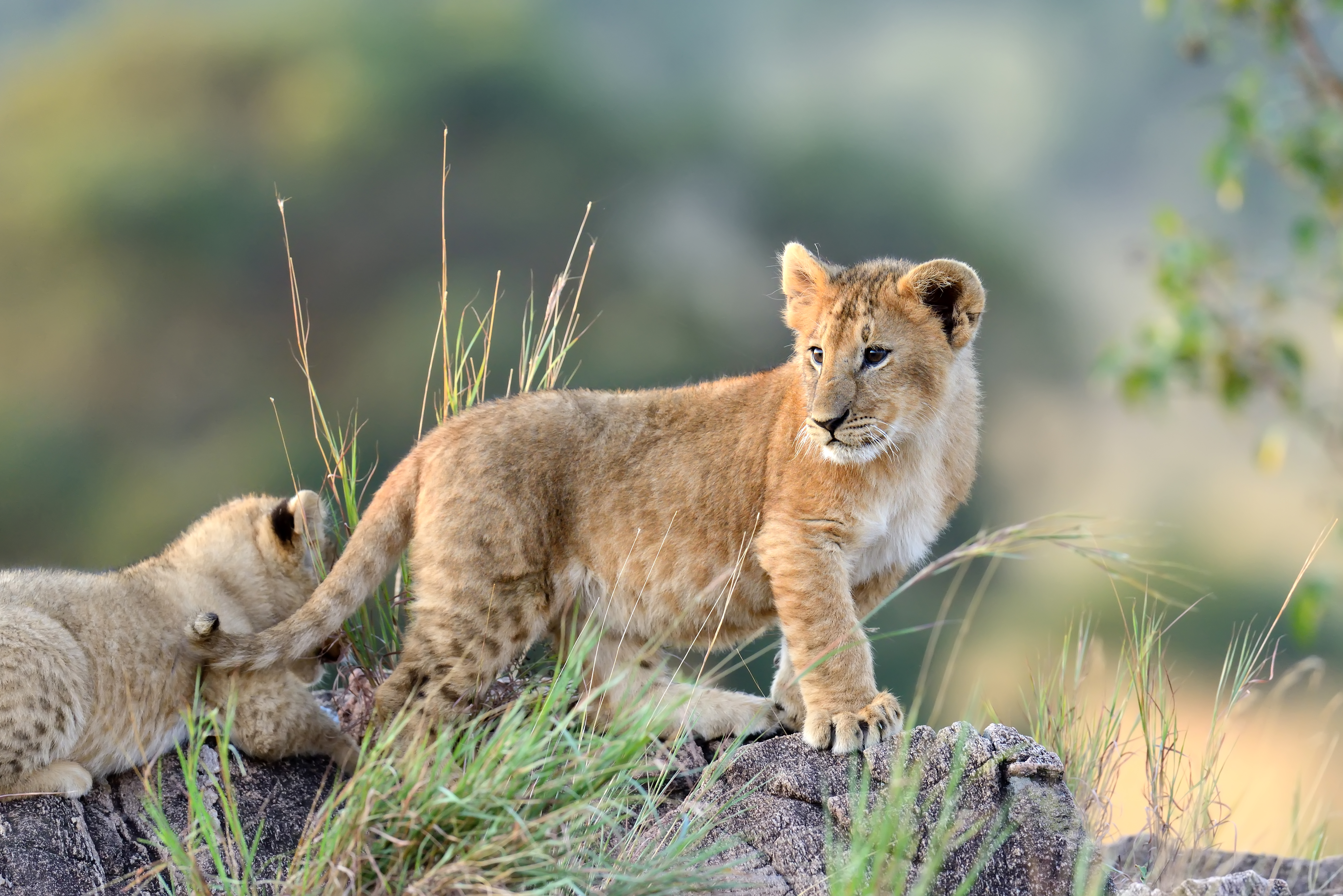 Lion cubs in the wild