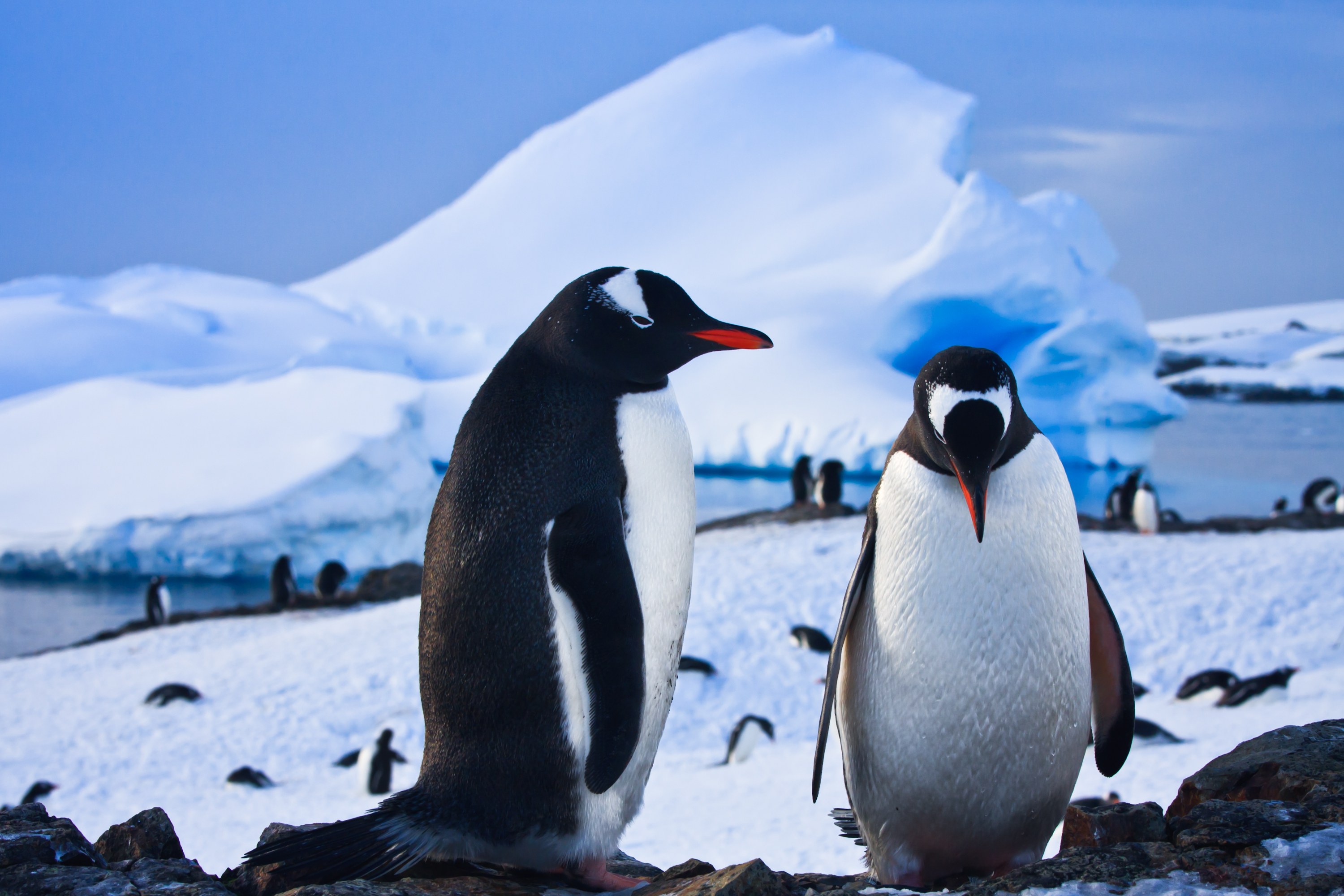 Penguins on a rocky shore