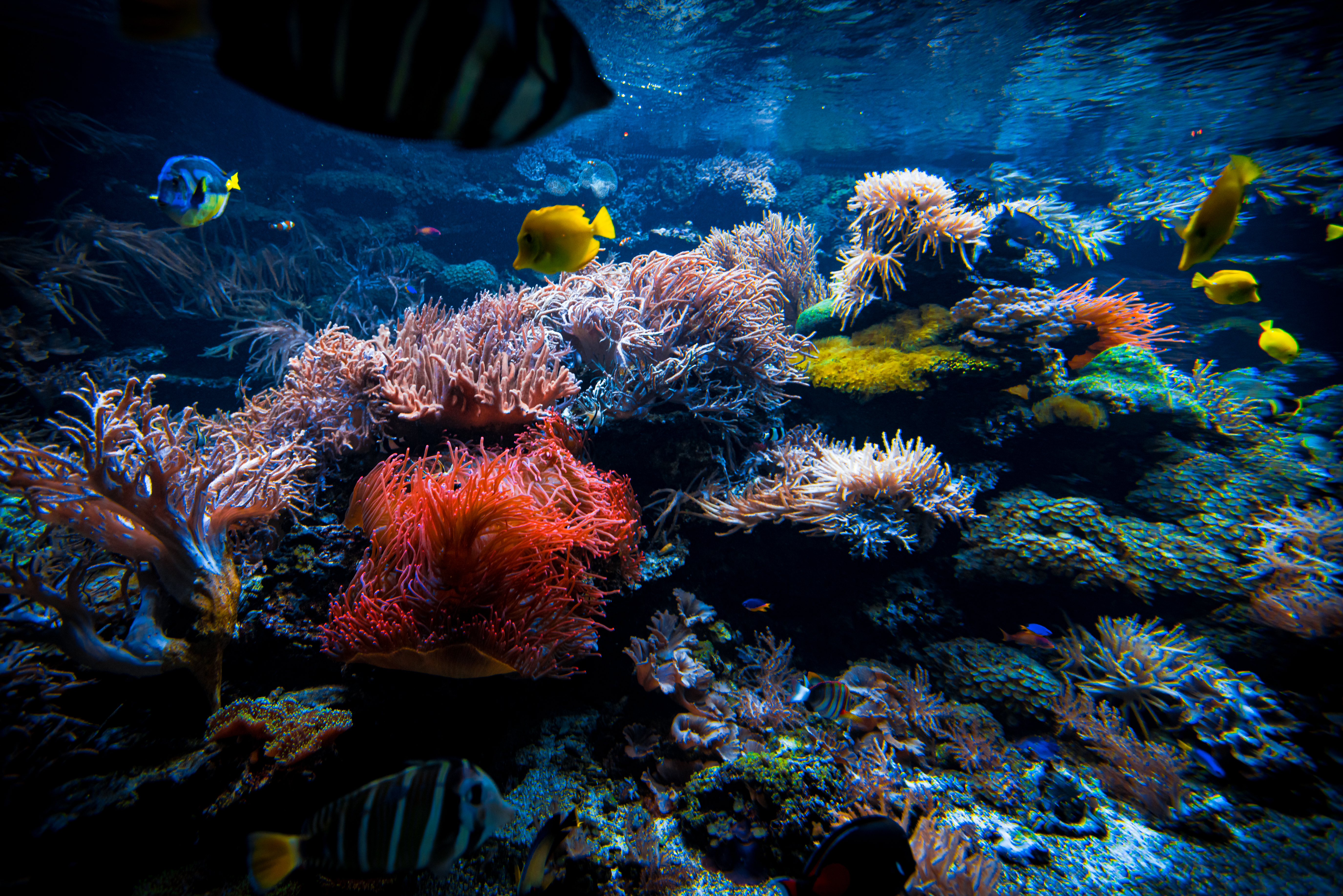 Colorful tropical fish underwater